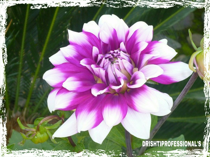 beautiful flower by (DRISHTIPROFFESIONAL'S)