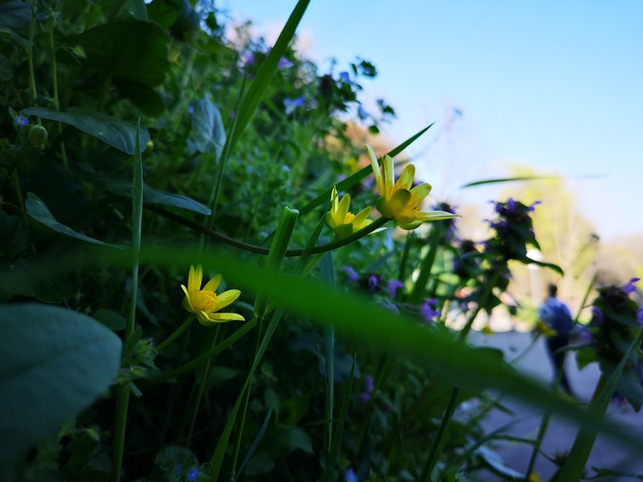 flower power ?