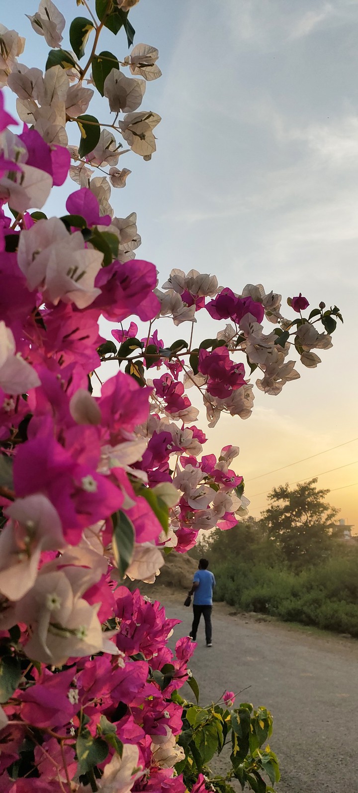 flowers