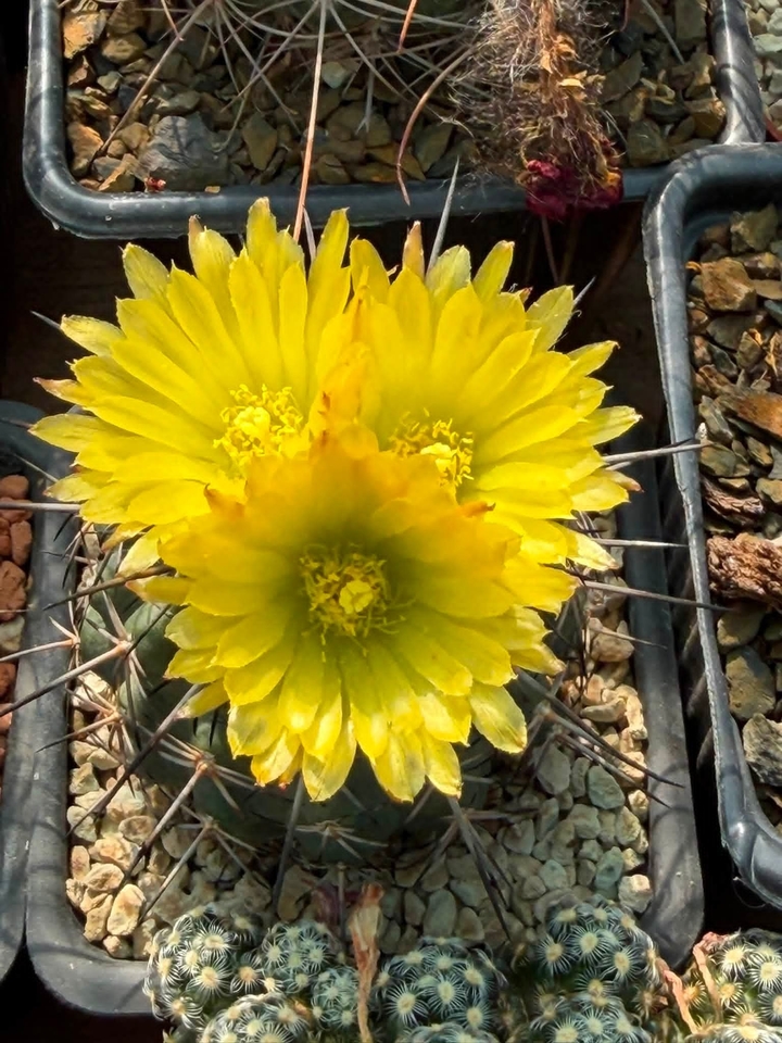 houseplant, Cactus 배경화면