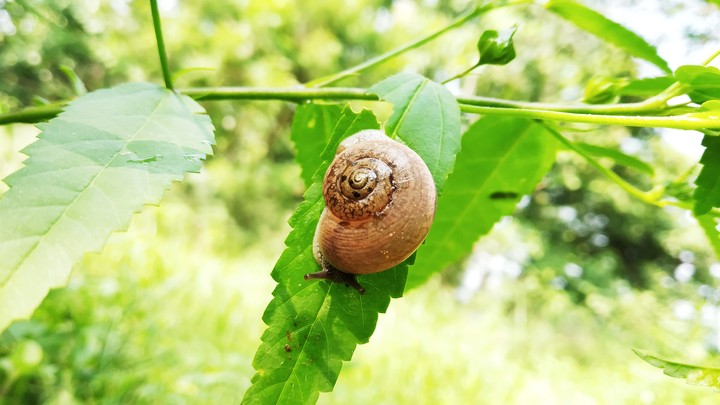 Snaily
