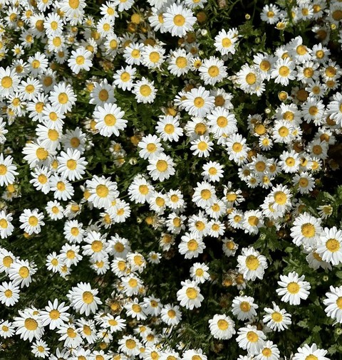 fonds d'écran feverfew, Yellow