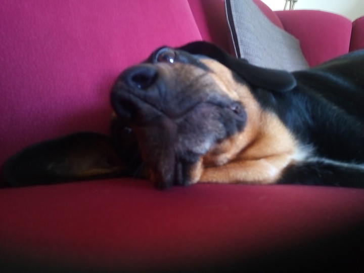 Hundegesicht