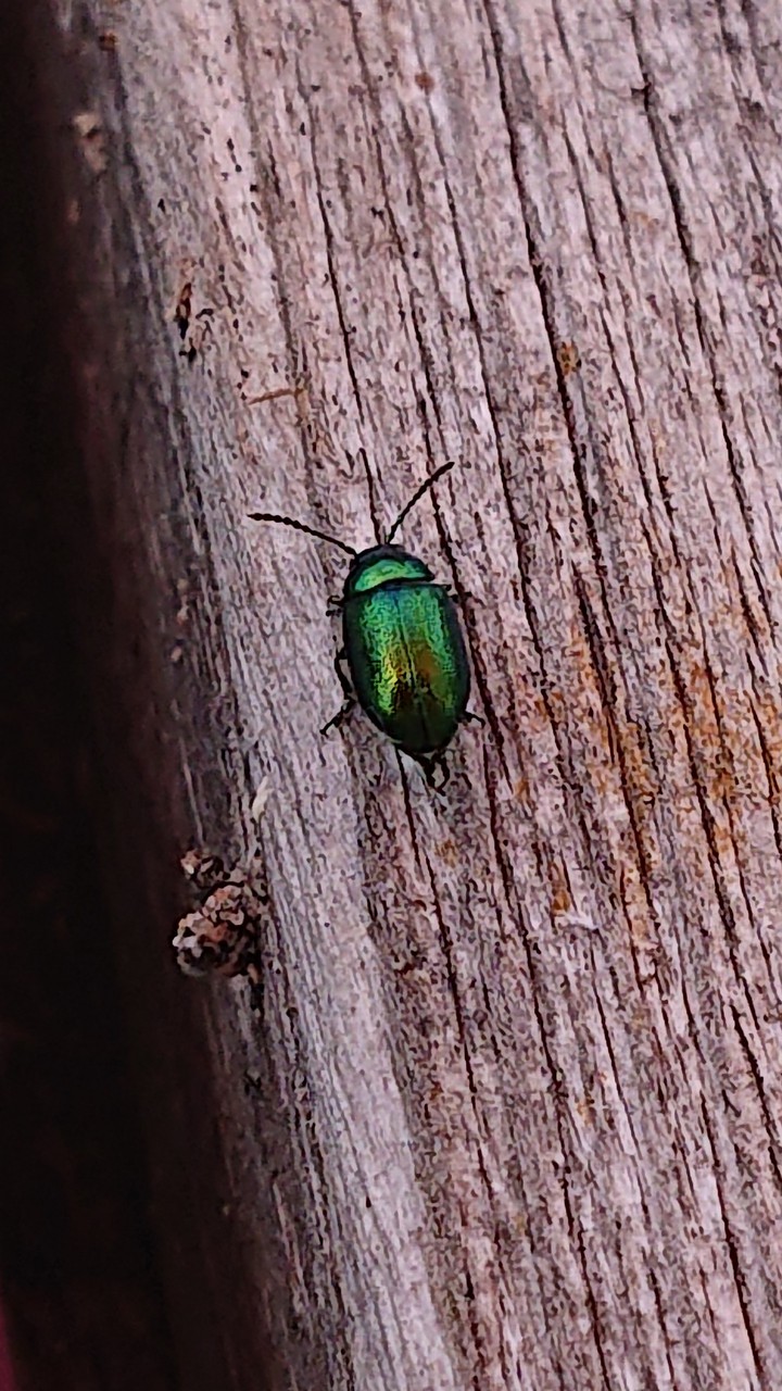 beetle
