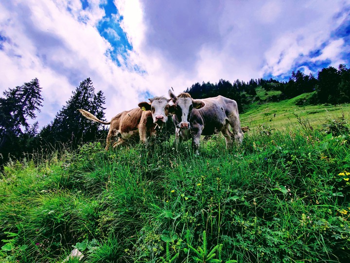 Cows