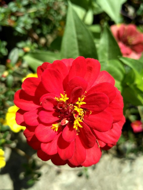тапети petal, flower