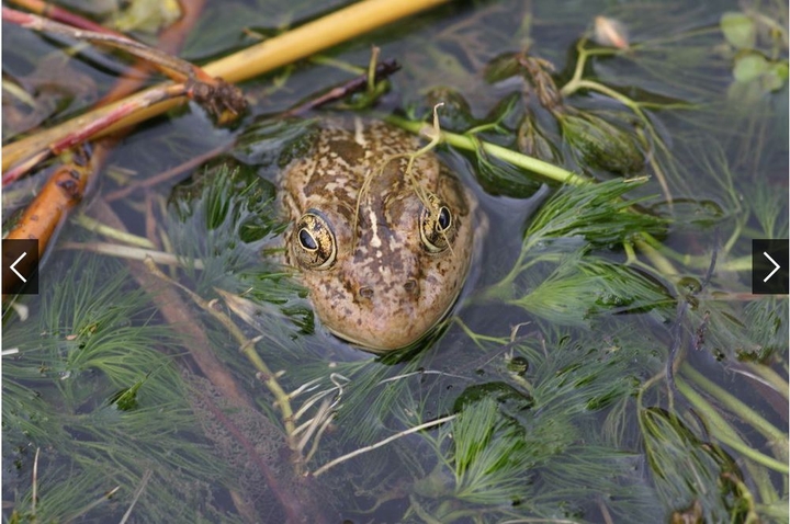 Nice frog eyes in a lake near  my city.