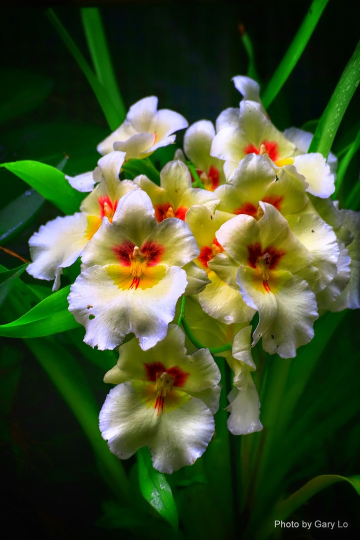 orchid