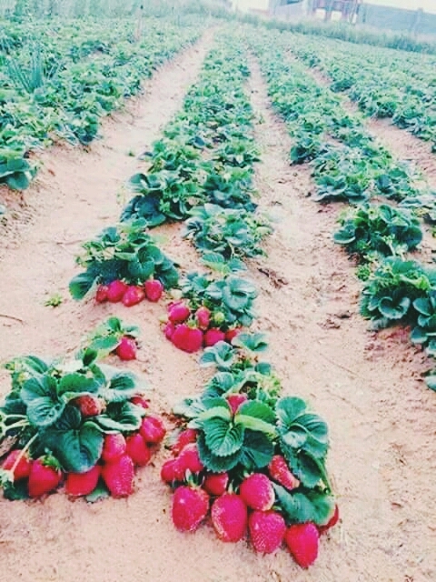 Strawberry