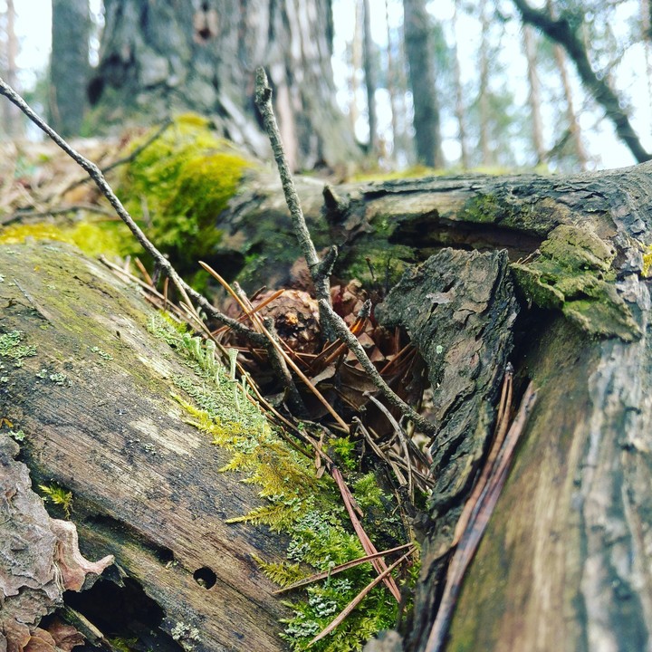 day in forest