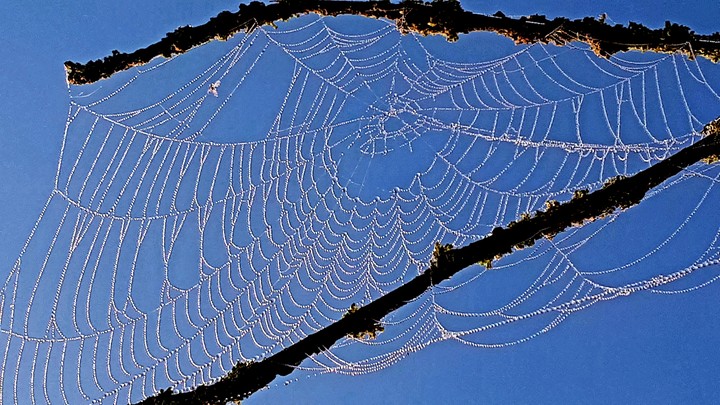 huge spiderweb in front of blue sky