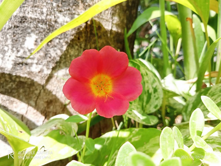 A Little Pink Flower that can Capture's your Attention