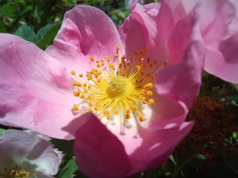 тапети flower, botany
