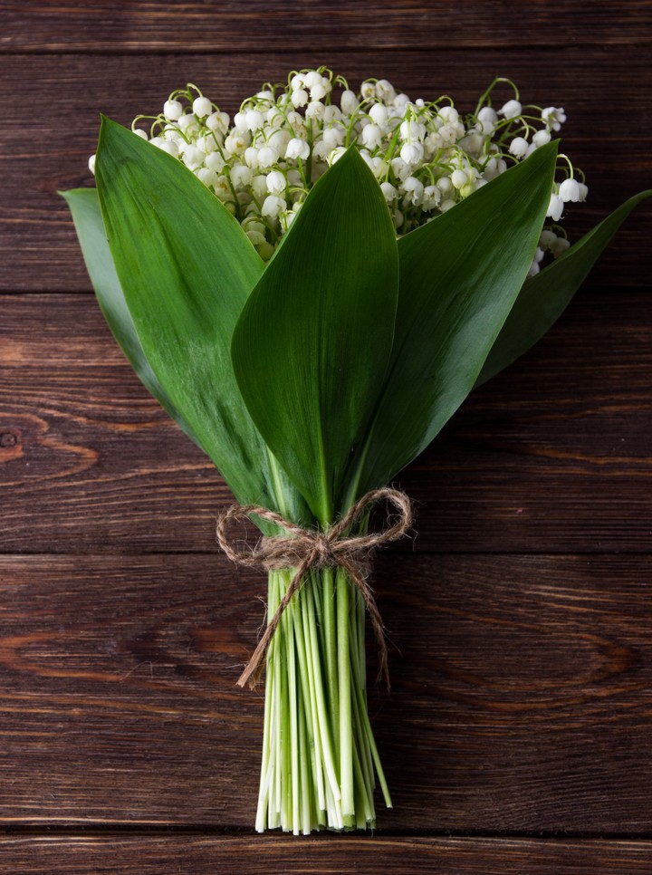 Lily of the valley