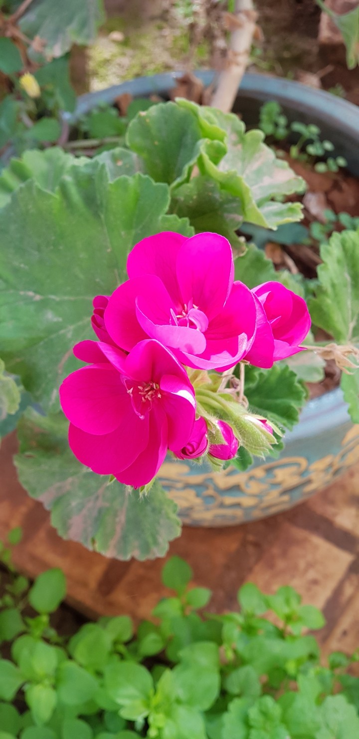 spring8
