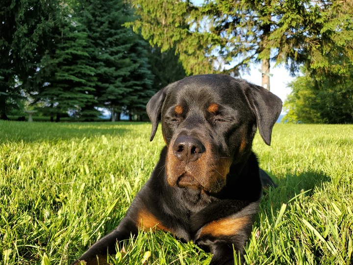 rottweiler