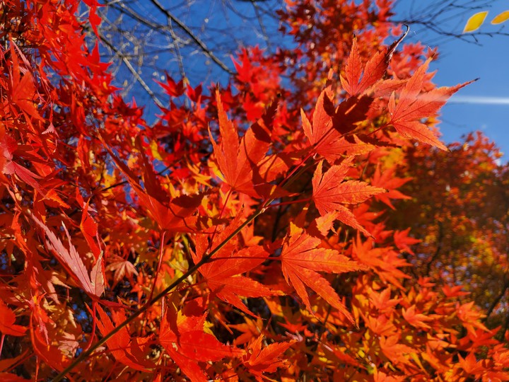 autumn Maple