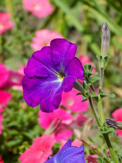 Garden flowers