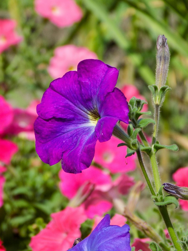 Garden flowers