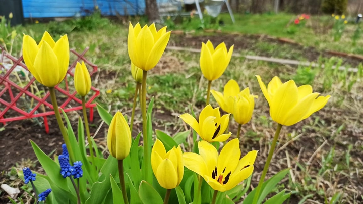 Yellow flowers