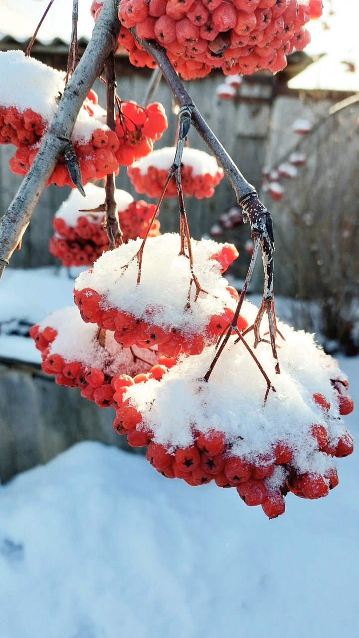 rowan berries