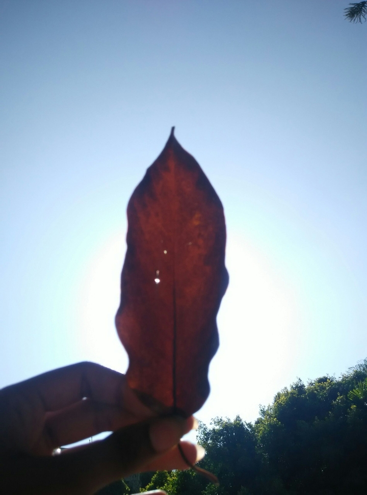 brown leaf