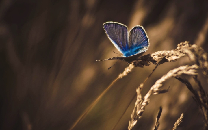 papillon