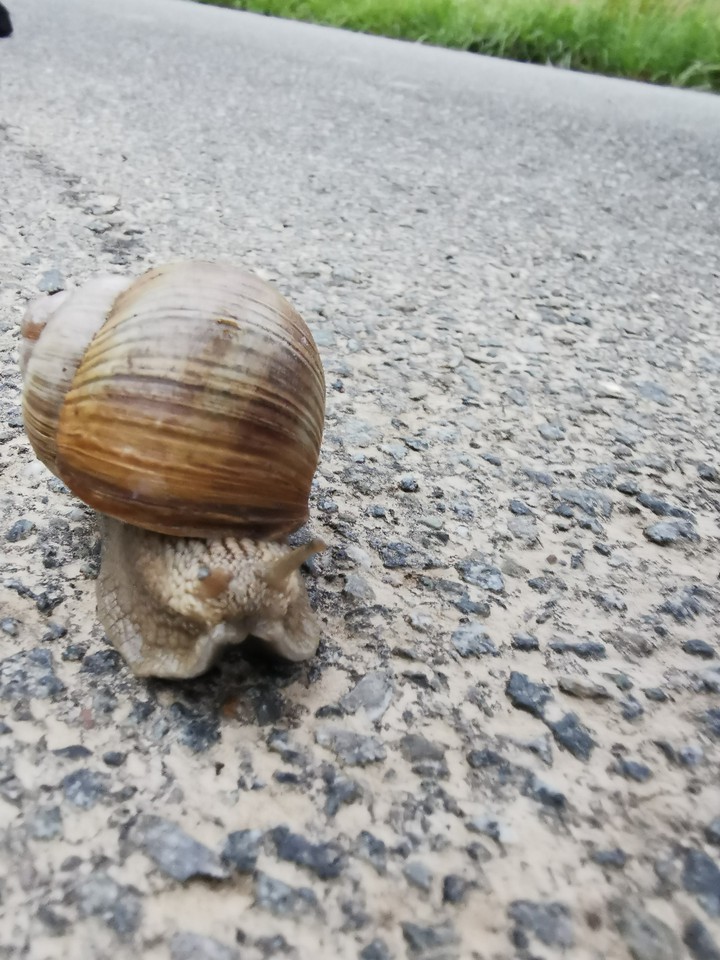Schnecke