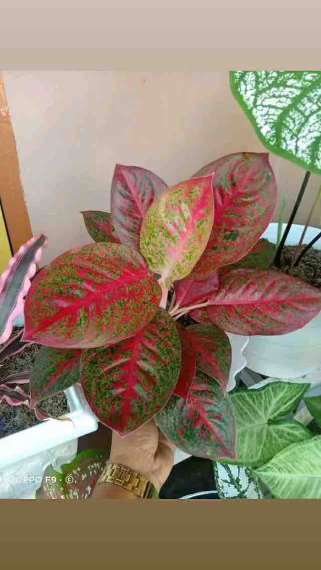 Indonesian plants