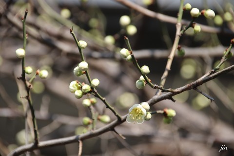 plant, branch wallpapers