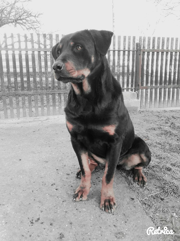 Rottweiler