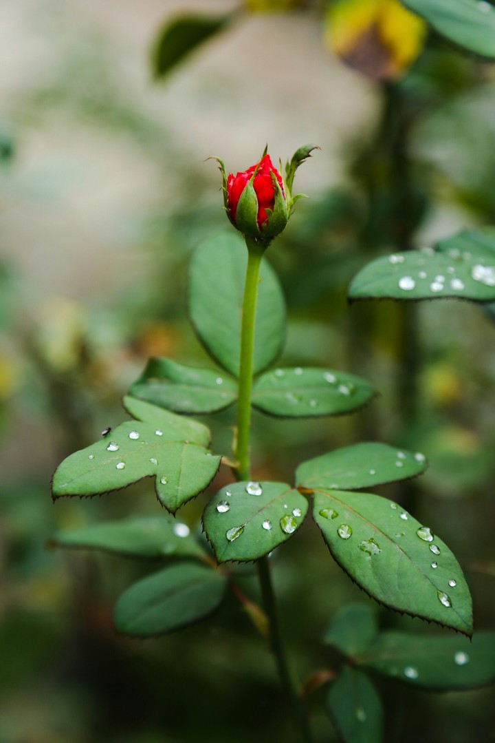 Trying to Bloom with Drops
