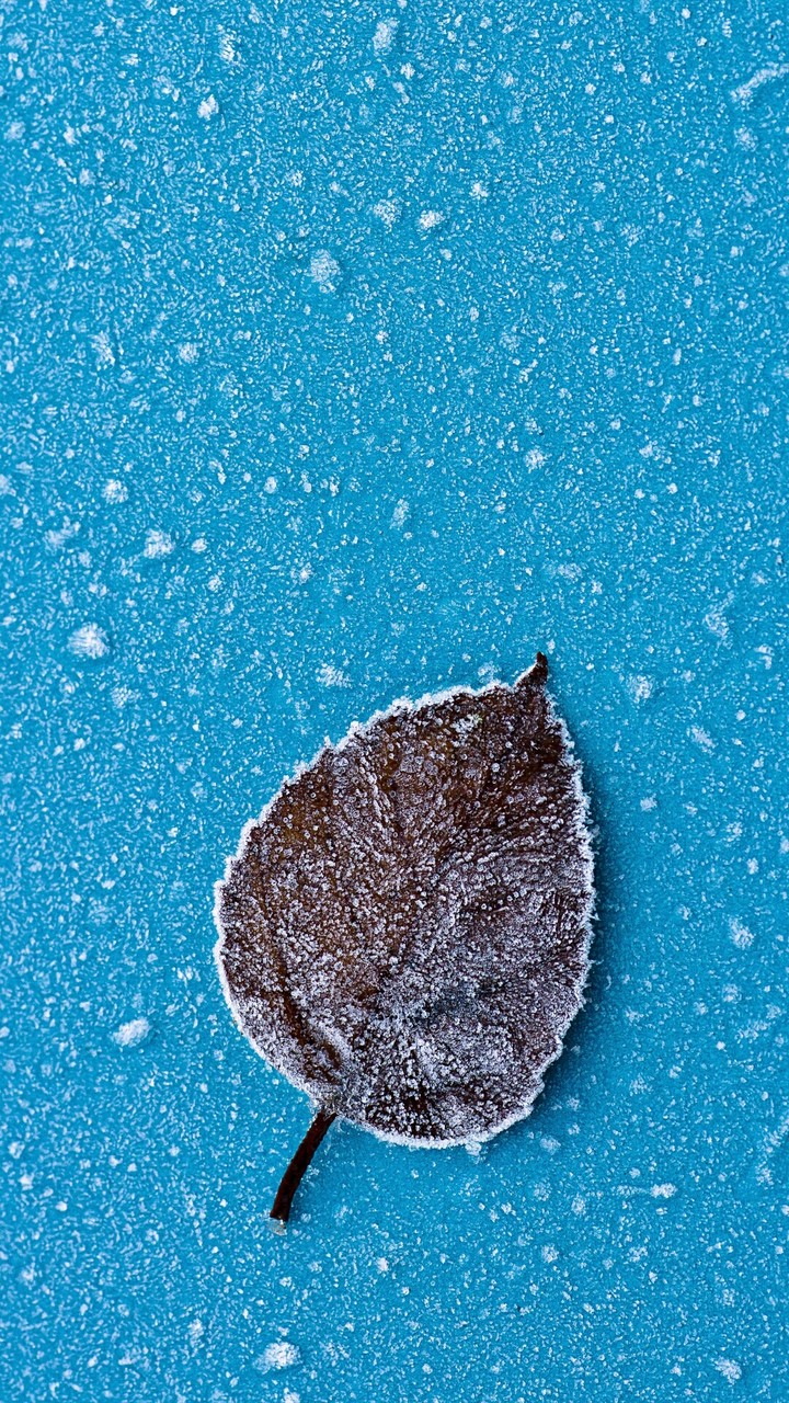 Leaf