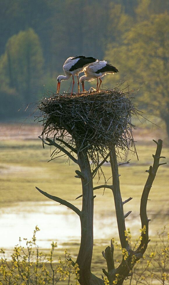 storks