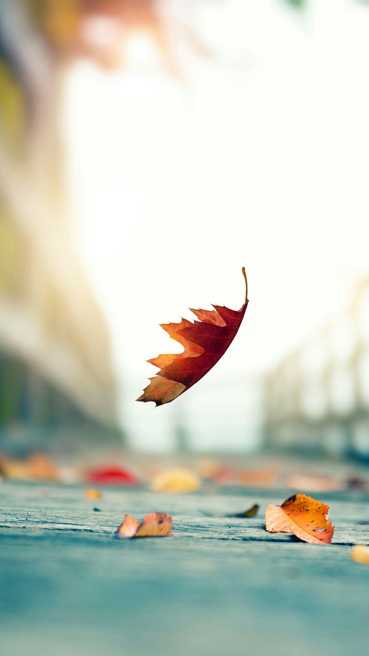 leaf___