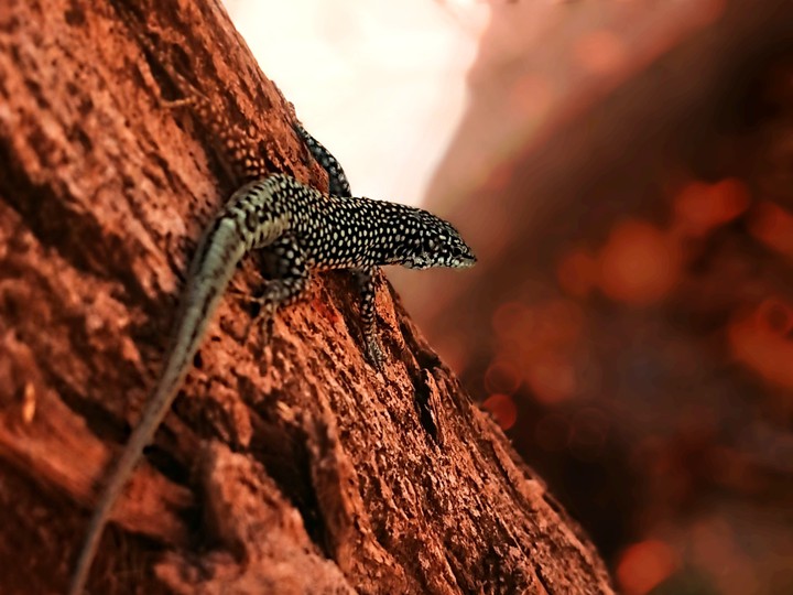 lizard