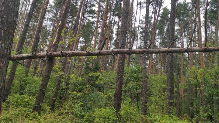 лес