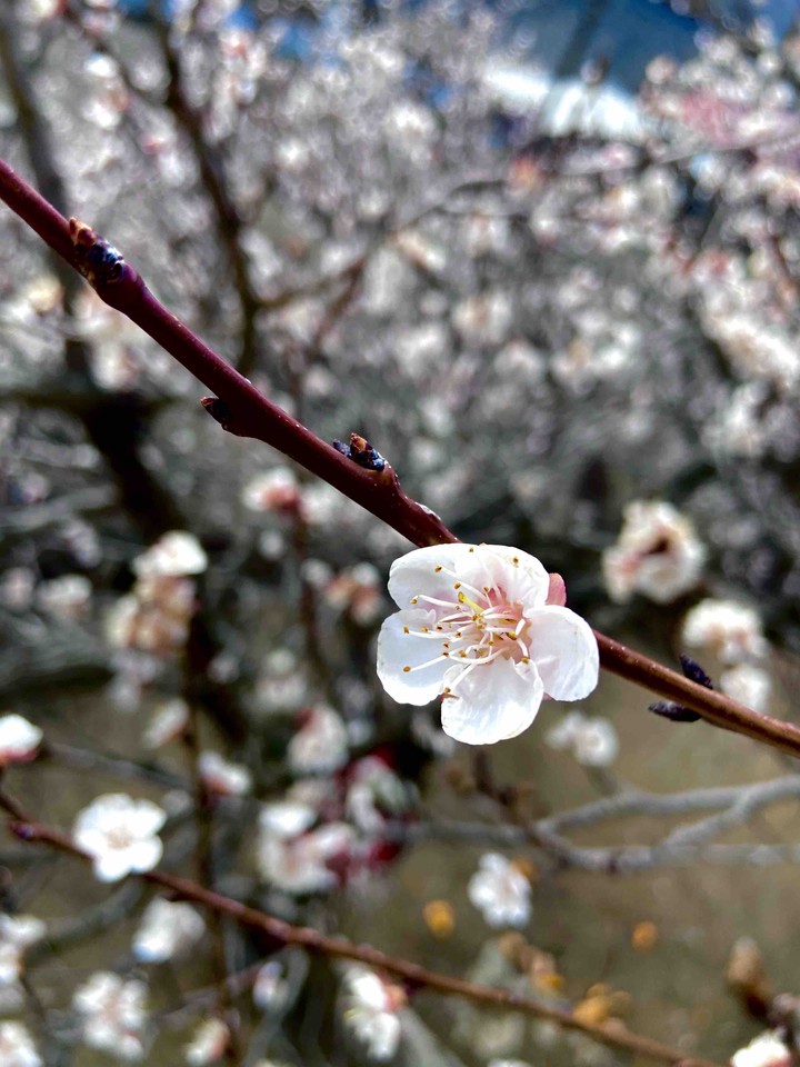 Spring in my heart
