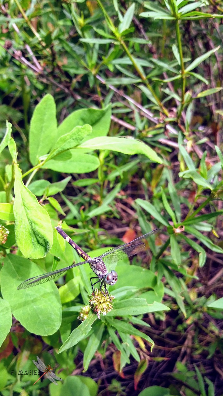 dragonfly