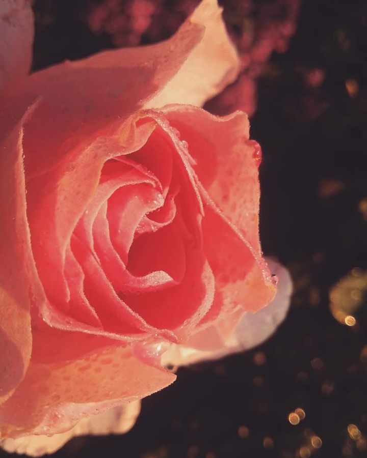 rose
