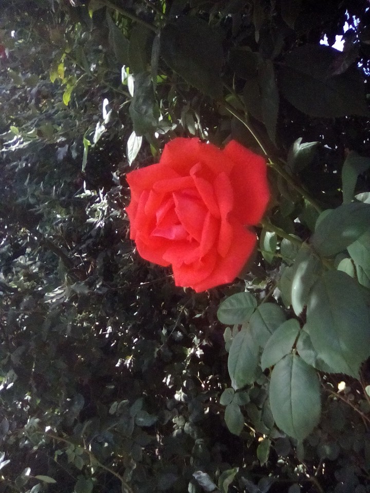 flawer