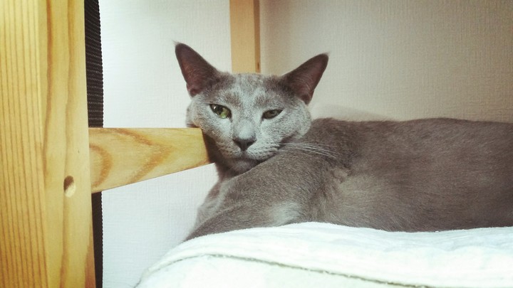 猫