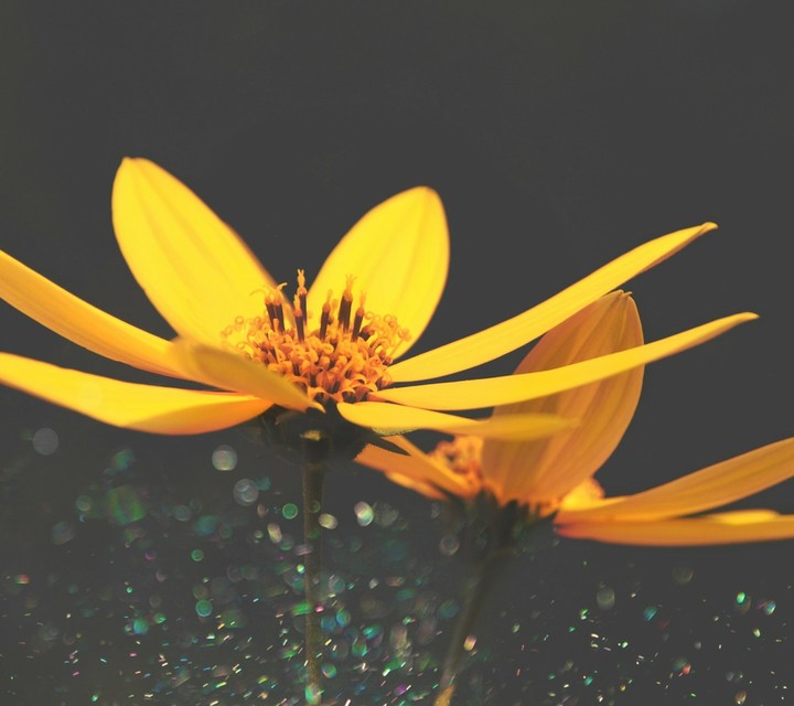 flower petals