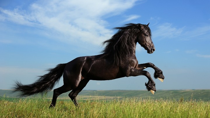 Breath of Freedom.