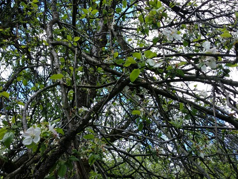 Apple-tree
