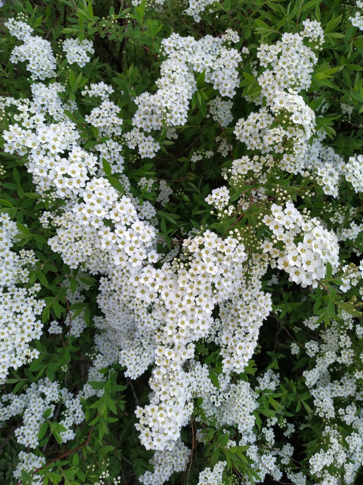Beautiful flowers