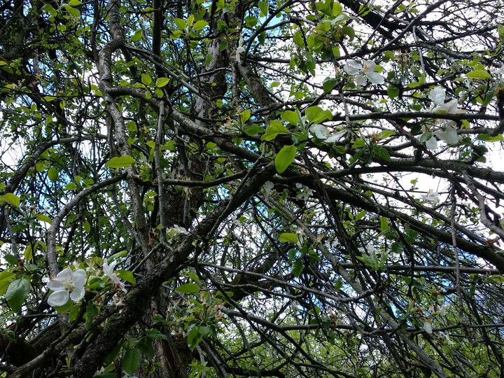 Apple-tree