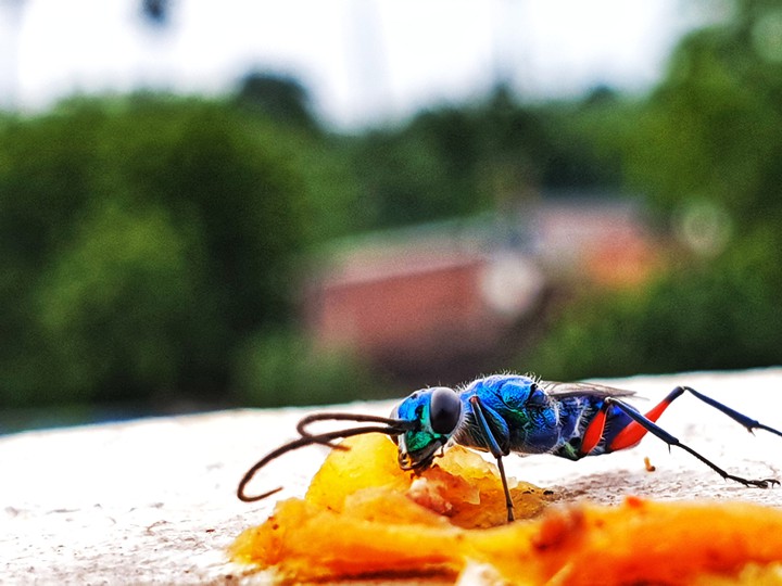 wasp