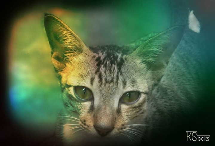 potti