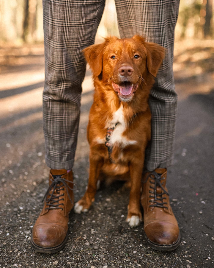 dog